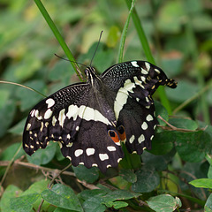 Schmetterling DSC00640