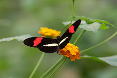 Schmetterling DSC00659
