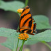 Schmetterling DSC00670