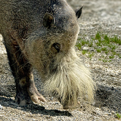 Bartschwein / sanglier à barbe / Bornean bearded pig
