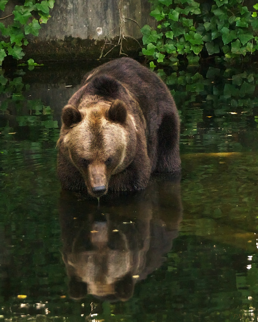 Bären Bad mit Spiegel