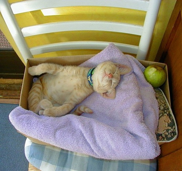 cats can sleep anywhere!