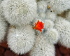 Snowball Cactus, Take #1 – Botanical Garden, Montréal, Québec
