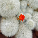 Snowball Cactus, Take #1 – Botanical Garden, Montréal, Québec