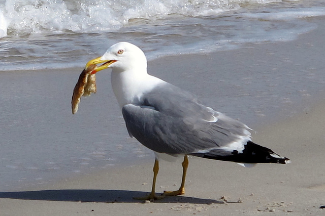 Goéland leucophée et morceau de pain..., Larus (cachinnans) michahellis, La Capte, Presqu'Ile de Giens, Var Goéland leucophée et morceau de pain..., Larus (cachinnans) michahellis, La Capte, Presqu'Ile de Giens, Var