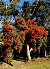 Red-flowering gum (Corymbia ficifolia)