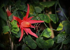 Passiflora murucuja