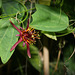 Passiflora 'Sunfire '
