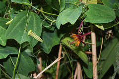Passiflora 'Sunfire '  (3)