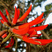 coral tree flower