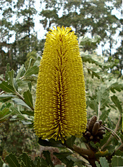 Banksia flower (B. serrata?)
