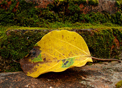 leaf, Wat Si Sawai