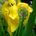 Yellow Iris with bee hiding