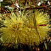 yellow flowering gum tree_1