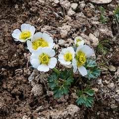Ranunculus glacialis - 2010-06-30-_DSC0677