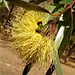 yellow flowering gum tree_2