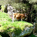 Cow on rock