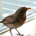 Thrush in our lounge