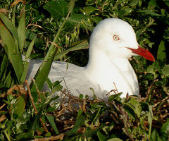 nesting silver gull