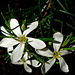 White flowering shrub