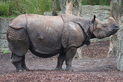 Nashorn Zoo Basel DSC02046