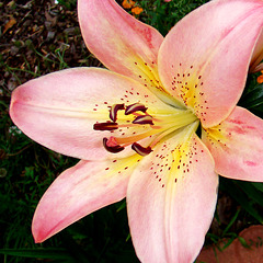 Pink lily
