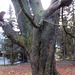 Alter Baum - maljuna arbo - vieux arbre - old tree - im Schlosspark Thürmsdorf