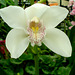 Orchid, Fitzroy Gardens conservatory