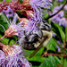 Bee on Wild Ageratum