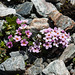 Androsace alpina - 2012-07-16-_DSC0954
