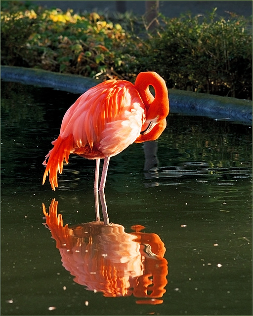 Cuba Flamingo