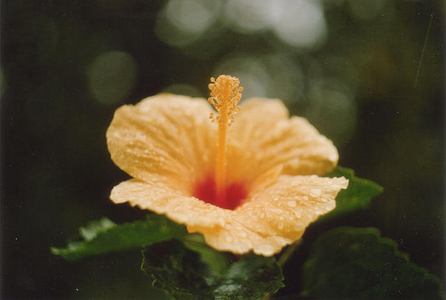 Hibiscus after a Drizzle