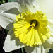 Daffodil "Ice Follies"