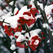 Flowering quince in snow