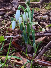 Spring comes early on the Moray Riviera!