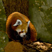 Kleiner Panda - Red Panda - Petit Panda