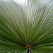 ruffled fan palm