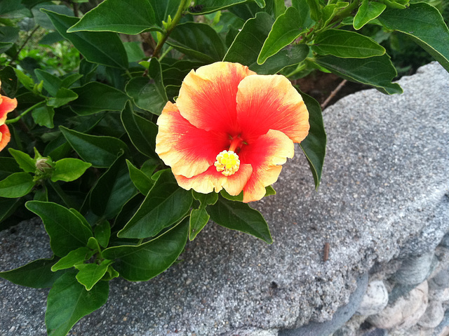 Flower in my Neighborhood
