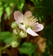blackberry flower