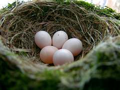 Easter Sunday, April 8, 2012 - Eastern Phoebe Nest