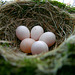 Easter Sunday, April 8, 2012 - Eastern Phoebe Nest