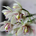 Orchidée (cymbidium)