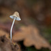 Lovely Little Mushroom with Leafy Bokeh