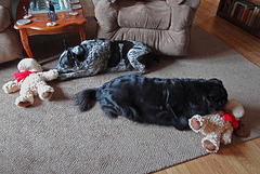 Flicka & Lucas Christmas Day 2013 ~ Quiet please... Sleeping Dogs !