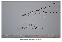 Canada Geese head East - Seaford Bay - 4.1.2014