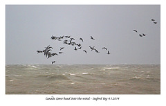 Canada Geese head over Seaford Bay - 4.1.2014