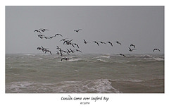 Canada Geese over Seaford Bay - 4.1.2014