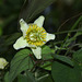 Passiflora biflora (3)