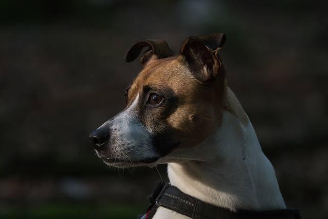 Jack Russell Terrier Rico DSC02873.jpg