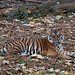 Tigermama Malea (Zoo Frankfurt)